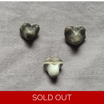 Very Rare Ptychodus Shark Tooth Fossil Set South Dakota Cretaceous